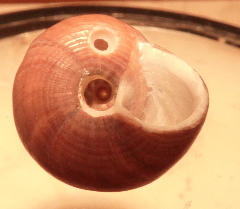 Trchidae Gibbula umbilicaris umbilicaris ?